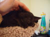 BoltzSleeping.jpg (30909 bytes)