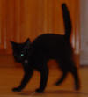 NutzScarrrry.jpg (5574 bytes)